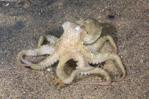 Octopus rubescens (Red Octopus); At night