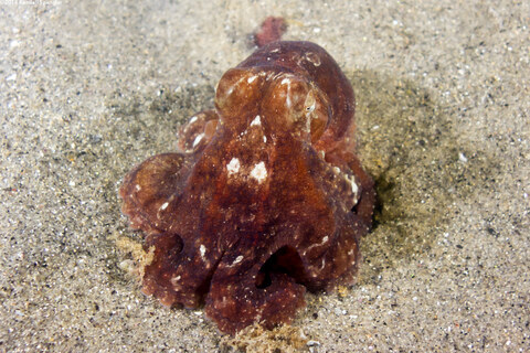 Octopus rubescens (Red Octopus); The same octopus at night, after a few seconds in a dive light
