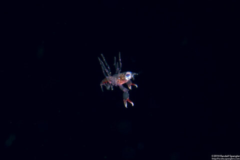 Infraorder Brachyura (Larval Crab (Megalopa Stage))
