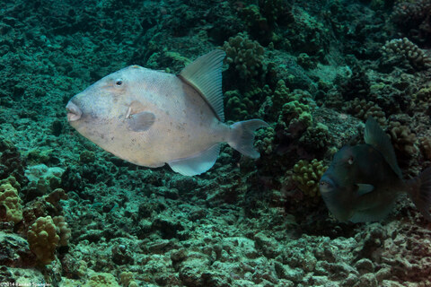 Balistes polylepis (Finescale Triggerfish)