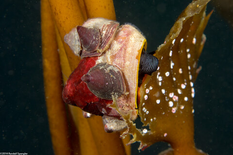 Crepidula adunca (Slipper Snail); With slipper shells