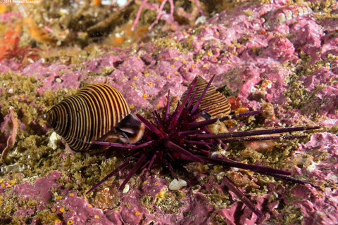 Calliostoma ligatum (Blue Top Snail); Eating a red sea urchin