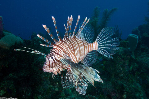 Pterois volitans (Red Lionfish)