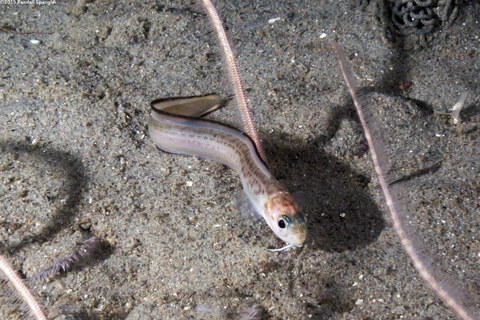 Chilara taylori (Spotted Cusk-Eel)