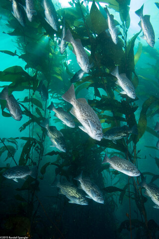 Sebastes mystinus (Blue Rockfish)