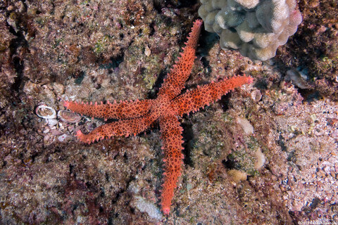 Mithrodia fisheri (Fisher's Star)