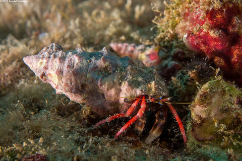 Calcinus laurentae (Laurent's Hermit Crab)