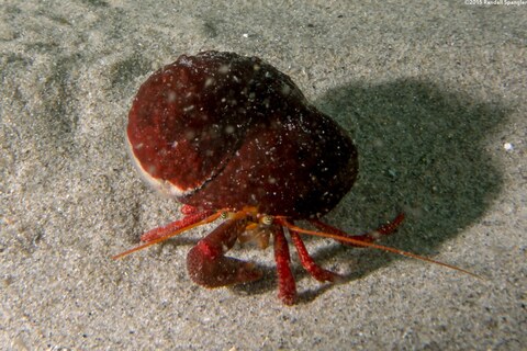 Pagurus hemphilli (Maroon Hermit Crab)
