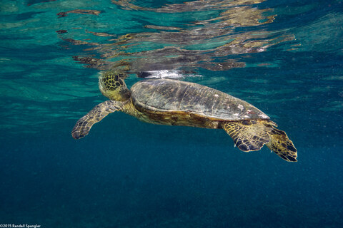 Chelonia mydas (Green Sea Turtle); Turtles breathe air