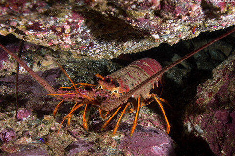 Panulirus interruptus (California Spiny Lobster)