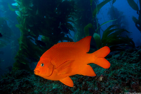 Hypsypops rubicundus (Garibaldi)