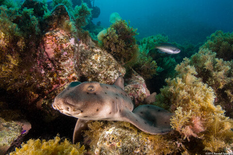 Heterodontus francisci (Horn Shark)