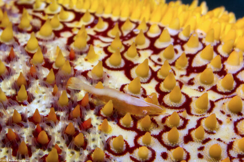 Zenopontonia soror (Sea Star Shrimp)