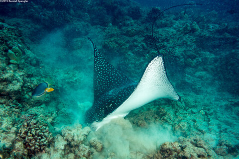 Aetobatus ocellatus (Ocellated Eagle Ray); Ray turning over rocks looking for food