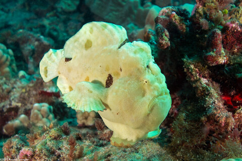 Antennarius commerson (Commerson's Frogfish); Swimming, awkwardly