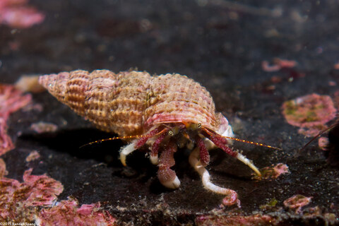 Pagurus hemphilli (Maroon Hermit Crab); The ends of the walking legs are sometimes light-colored