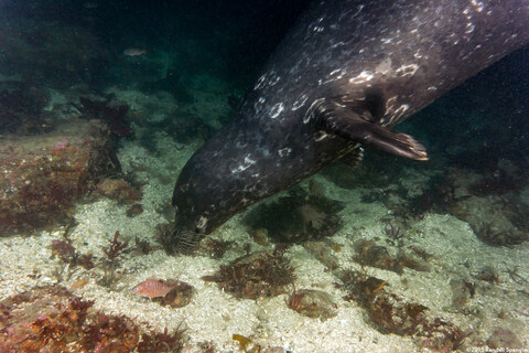 Phoca vitulina (Harbor Seal); Chewie