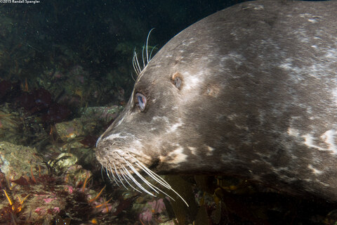 Phoca vitulina (Harbor Seal); Ear hole
