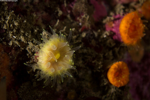 Balanophyllia elegans (Orange Cup Coral); Unusually yellow one