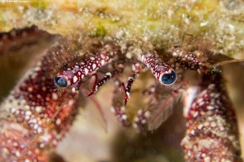 Paguristes puncticeps (Whitespeckled Hermit Crab); Pretty blue eyes