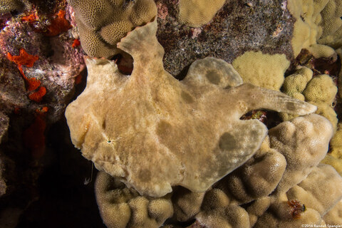Antennarius commerson (Commerson's Frogfish); Note the lure