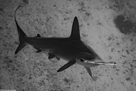 Sphyma lewini (Scalloped Hammerhead Shark)