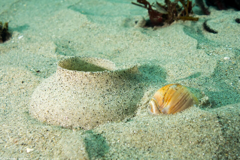Neverita lewisii (Lewis's Moon Snail); Moon snail under the sand, laying eggs