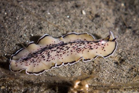 Pseudoceros montereyensis (Monterey Flatworm)