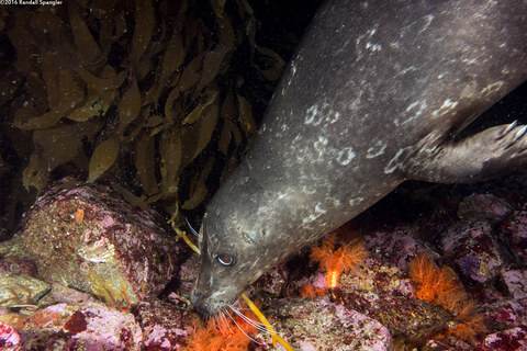 Phoca vitulina (Harbor Seal); Chewie