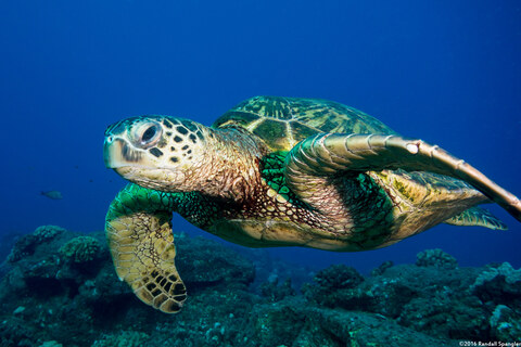 Chelonia mydas (Green Sea Turtle)