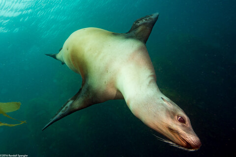 Zalophus californianus (California Sea Lion)