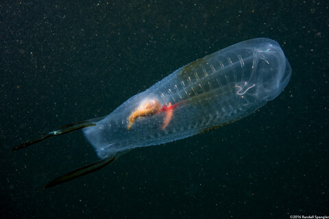 Thetys vagina (Pelagic Tunicate); Solitary form with black tail
