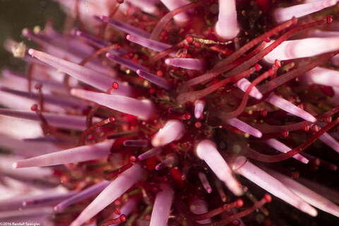 Strongylocentrotus purpuratus (Purple Sea Urchin); Close up