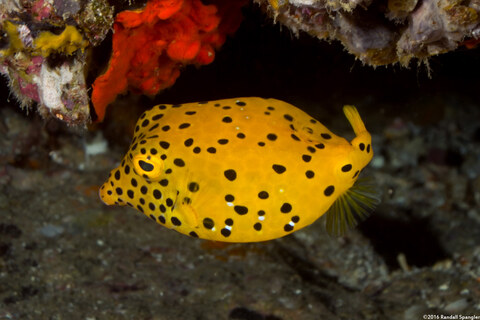 Ostracion cubicus (Yellow Boxfish)