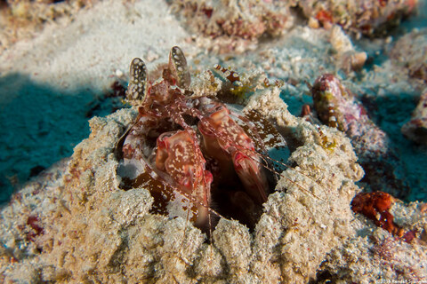 Lysiosquilla lisa (Lisa's Mantis Shrimp); Note the tiny squat shrimp around the burrow
