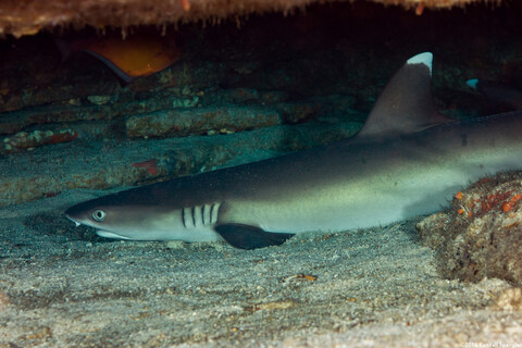 Triaenodon obesus (Whitetip Reef Shark)