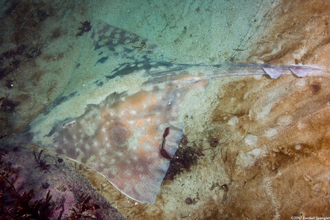 Beringraja binoculata (Big Skate)