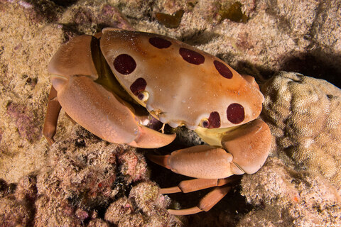 Carpilius maculatus (Seven-Eleven Crab)