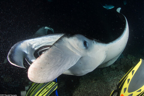 Mobula alfredi (Coastal Manta Ray)