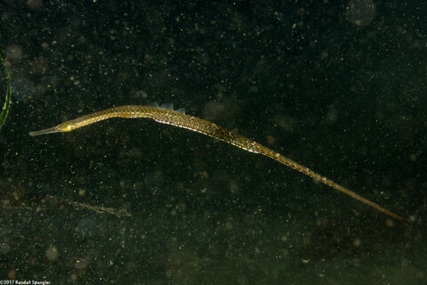Syngnathus leptorhynchus (Bay Pipefish); This one is pregnant