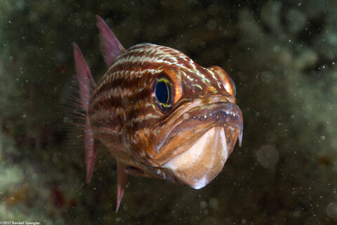 Cheilodipterus macrodon (Tiger Cardinalfish)