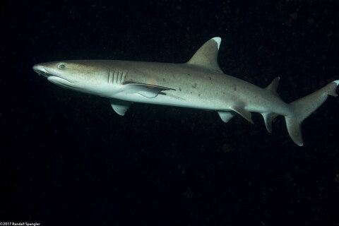 Triaenodon obesus (Whitetip Reef Shark)