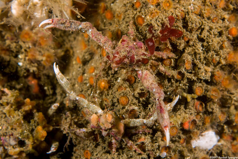 Scyra acutifrons (Sharpnose Crab); Comparing fish stories.  Or fighting.