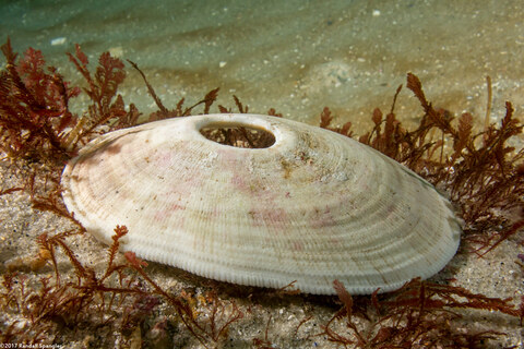 Megathura crenulata (Giant Keyhole Limpet); Limpet shell