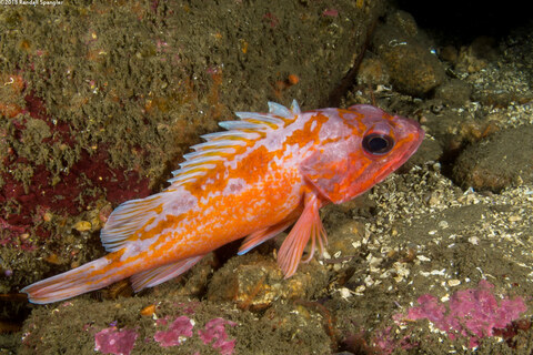 Sebastes rosaceus (Rosy Rockfish); Juvenile found at 80' depth