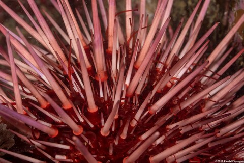 Mesocentrotus franciscanus (Red Sea Urchin)