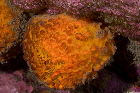 Tethya aurantium (Orange Puffball Sponge)