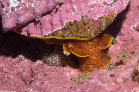 Pomaulax gibberosus (Red Top Snail)