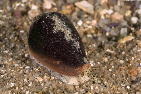 Californiconus californicus (California Cone Snail)