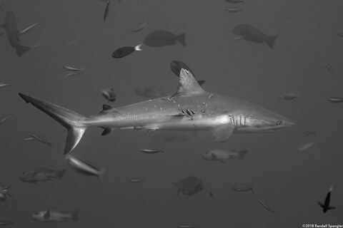 Carcharhinus amblyrhynchos (Gray Reef Shark); With propeller damage